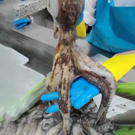Pulpo de roca gallego, pulpo gallego a domicilio en 48h