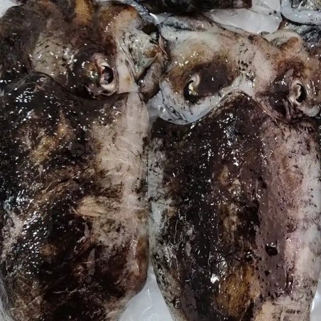 Sepia Gallega a domicilio, venta online de mariscos gallegos