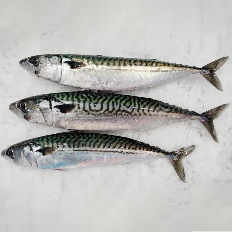 Caballa fresca gallega, pescado gallego fresco salvaje online