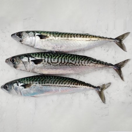 Caballa fresca gallega, pescado gallego fresco salvaje online