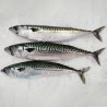 Caballa fresca gallega, pescado gallego fresco salvaje online