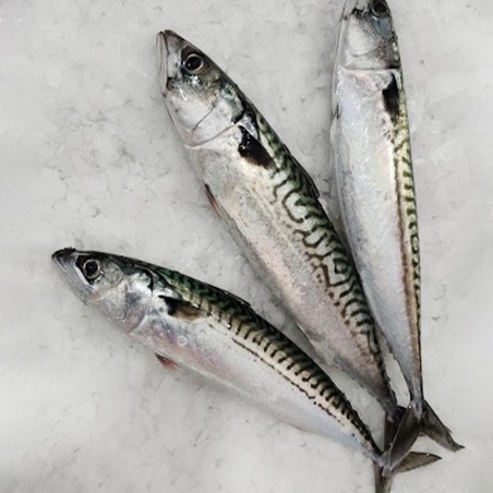 Caballa fresca gallega, pescado gallego fresco salvaje online