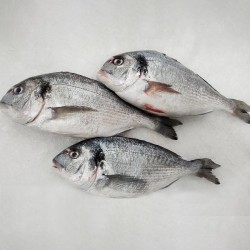 Dorada fresca a domicilio, compra en Freixomar pescadería online