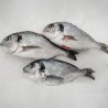 Dorada fresca a domicilio, compra en Freixomar pescadería online