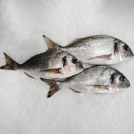 Dorada salvaje de la Ría Gallega, pescadería online a domicilio 48h