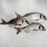 Dorada salvaje de la Ría Gallega, pescadería online a domicilio 48h