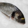 Dorada salvaje de la Ría Gallega, pescadería online a domicilio 48h