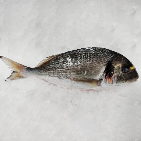 Dorada salvaje de la Ría Gallega, pescadería online a domicilio 48h