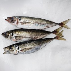 Jurel gallego fresco a domicilio, pescadería online Freixomar
