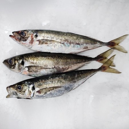 Jurel gallego fresco a domicilio, pescadería online Freixomar