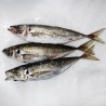 Jurel gallego fresco a domicilio, pescadería online Freixomar