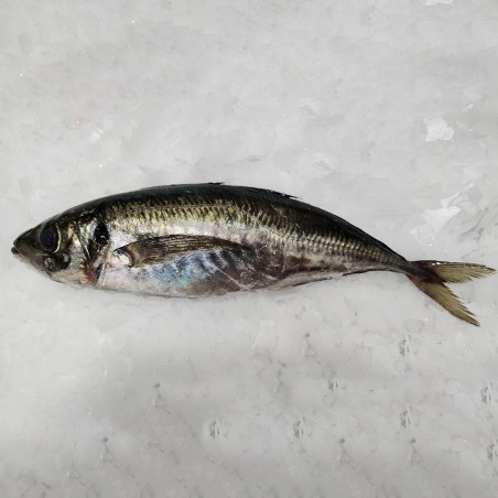 Jurel gallego fresco a domicilio, pescadería online Freixomar