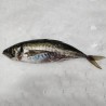 Jurel gallego fresco a domicilio, pescadería online Freixomar