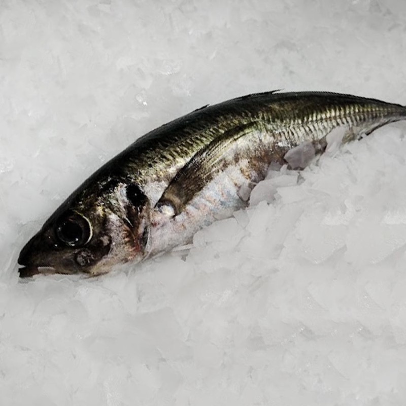 Jurel gallego fresco a domicilio, pescadería online Freixomar