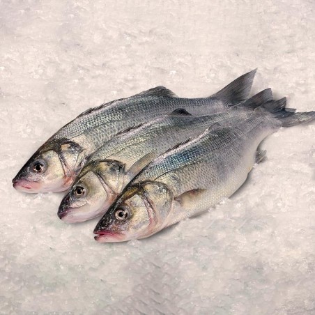 Lubina fresca gallega acuicultura, pescado gallego a domicilio