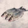 Lubina fresca gallega acuicultura, pescado gallego a domicilio