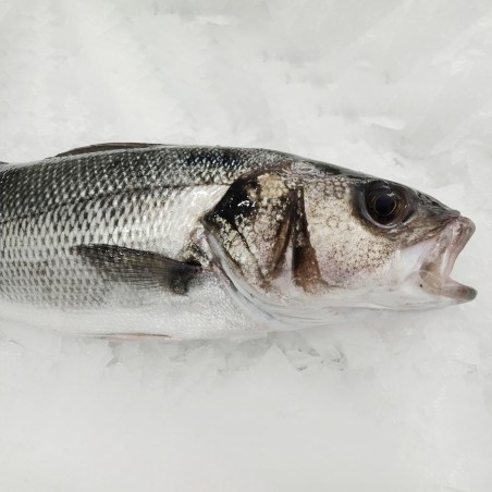 Lubina salvaje de la ría gallega, compra online lubina gallega