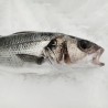 Lubina salvaje de la ría gallega, compra online lubina gallega