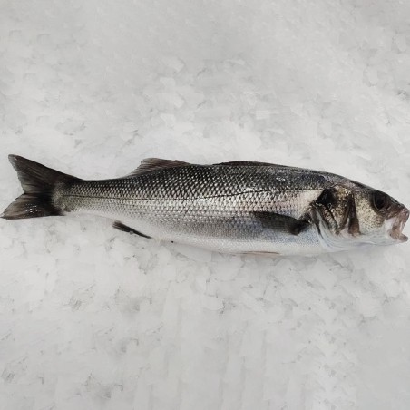 Lubina salvaje de la ría gallega, compra online lubina gallega