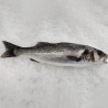 Lubina salvaje de la ría gallega, compra online lubina gallega