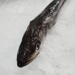 Merluza pincho fresca salvaje, merluza gallega a domicilio