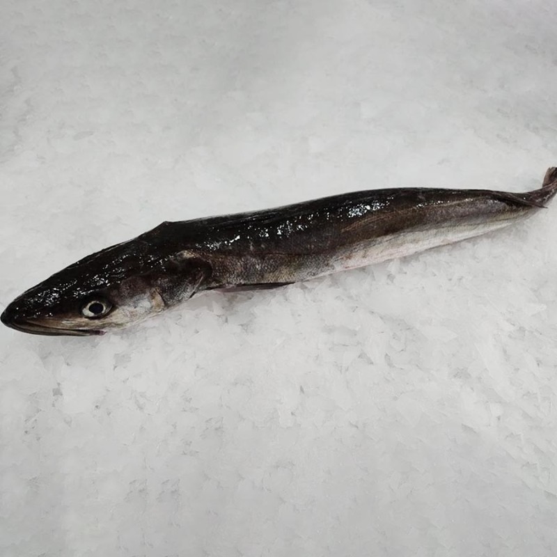 Merluza pincho fresca salvaje, merluza gallega a domicilio
