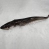 Merluza pincho fresca salvaje, merluza gallega a domicilio