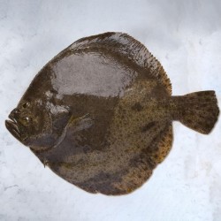 Rodaballo salvaje de la ría gallega, pescado fresco salvaje online