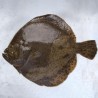 Rodaballo salvaje de la ría gallega, pescado fresco salvaje online