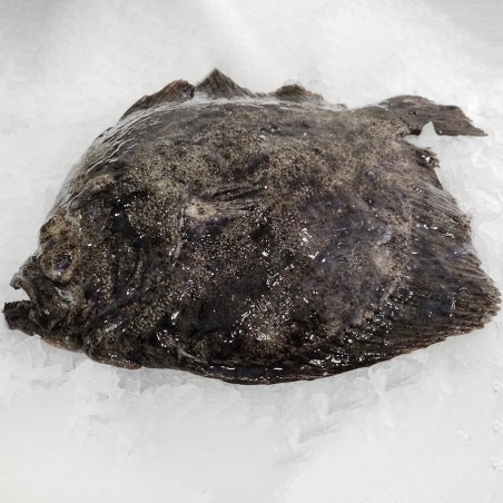 Rodaballo gallego piscifactoría, Pescado fresco a domicilio en 48h