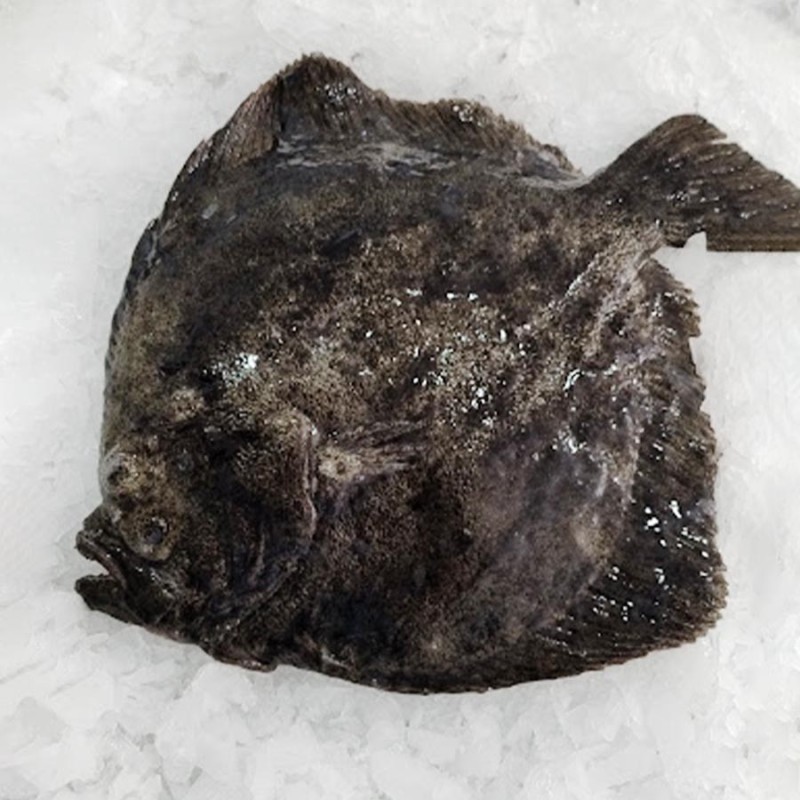 Rodaballo gallego piscifactoría, Pescado fresco a domicilio en 48h
