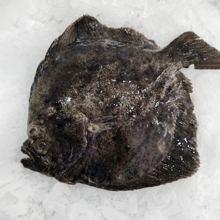 Rodaballo gallego piscifactoría, Pescado fresco a domicilio en 48h
