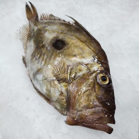 Pez de San Martiño salvaje, San Pedro Pescado fresco salvaje online