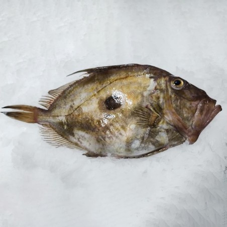 Pez de San Martiño salvaje, San Pedro Pescado fresco salvaje online
