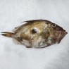 Pez de San Martiño salvaje, San Pedro Pescado fresco salvaje online