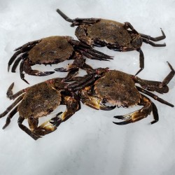 Nécora atlántica fresca, venta online de nécora fresca para cocer
