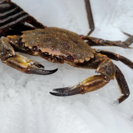 Nécora atlántica fresca, venta online de nécora fresca para cocer