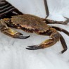 Nécora atlántica fresca, venta online de nécora fresca para cocer
