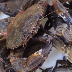 Nécora gallega de la ría, compra online nécora fresca gallega