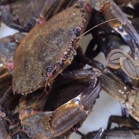 Nécora gallega de la ría, compra online nécora fresca gallega