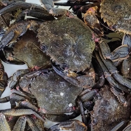 Nécora gallega de la ría, compra online nécora fresca gallega