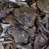 Nécora gallega de la ría, compra online nécora fresca gallega