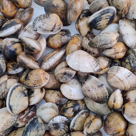 Almeja babosa gallega online, comprar mariscos y pescados gallegos