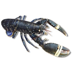 Bogavante Azul a domicilio, venta online de mariscos gallegos