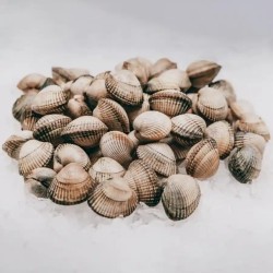 Berberecho gallego a domicilio, venta online de mariscos gallegos