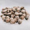 Berberecho gallego a domicilio, venta online de mariscos gallegos
