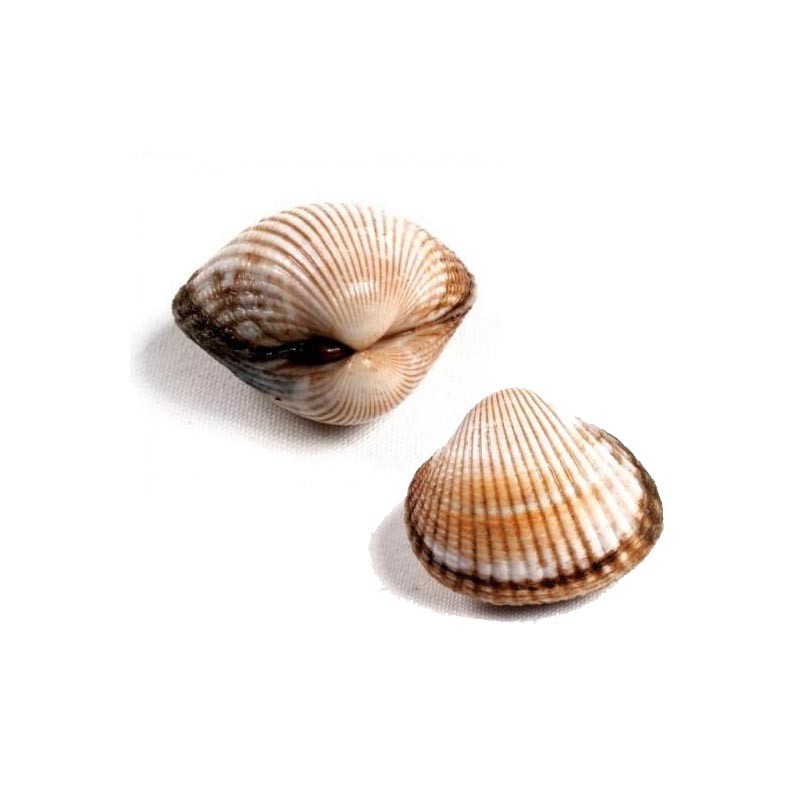 Moluscos