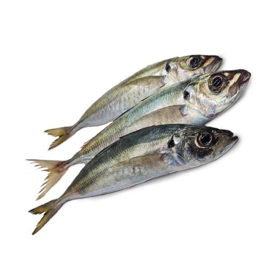 Pescado fresco